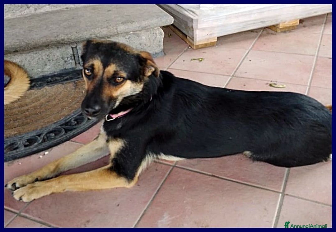 Meticcio cani in regalo: LILLY ed ARGO bravi un po' vagabondi - Annuncio 4