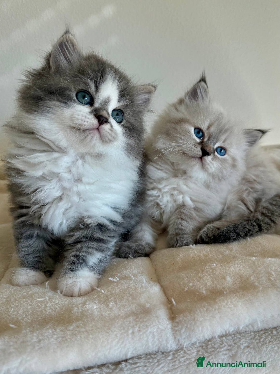 Siberiano gatti in vendita: Gattini siberiani - Annuncio 6