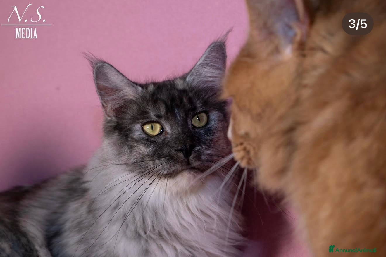 Maine Coon gatti MAINE COON REHOMING  - Annuncio 12