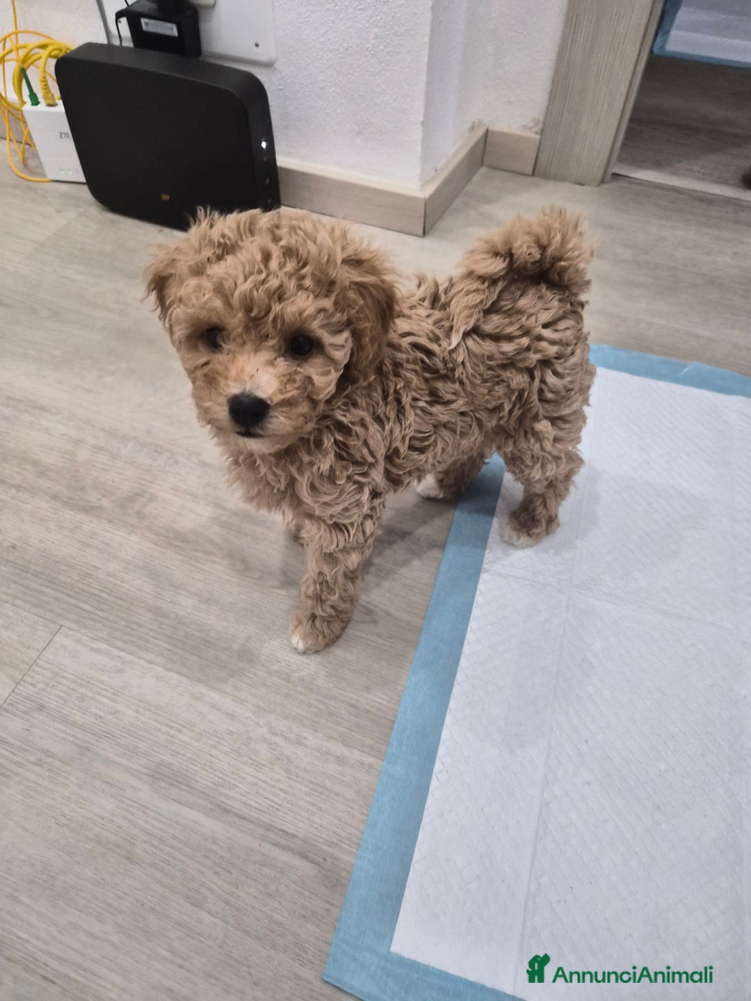 Barboncino Toy cani in vendita: Barboncino Toy - Annuncio 5