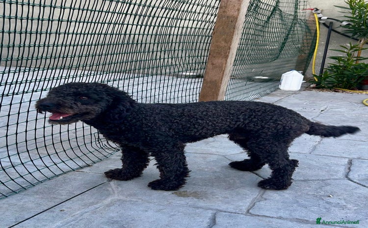 Barboncino cani a Città metropolitana di Roma Capitale - Annuncio 3