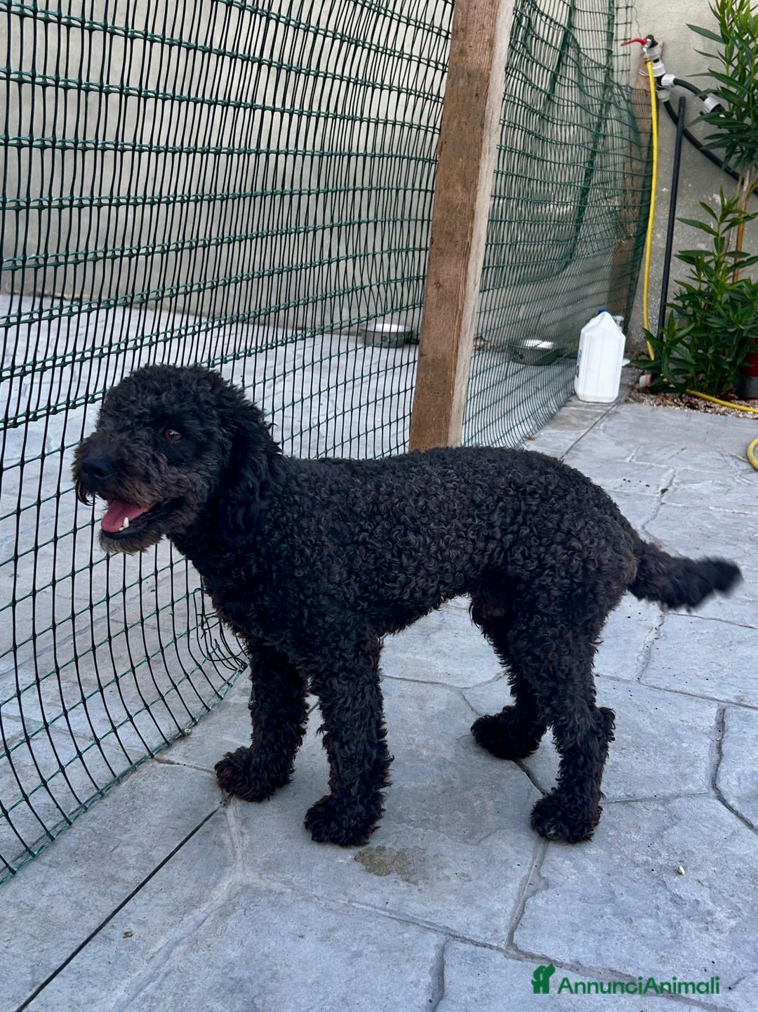 Barboncino cani in vendita: Barboncino  a Città metropolitana di Roma Capitale - Immagine 1