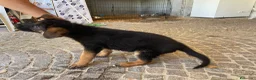Pastore Tedesco cani in vendita: Cuccioli da esposizione  - Annuncio 5