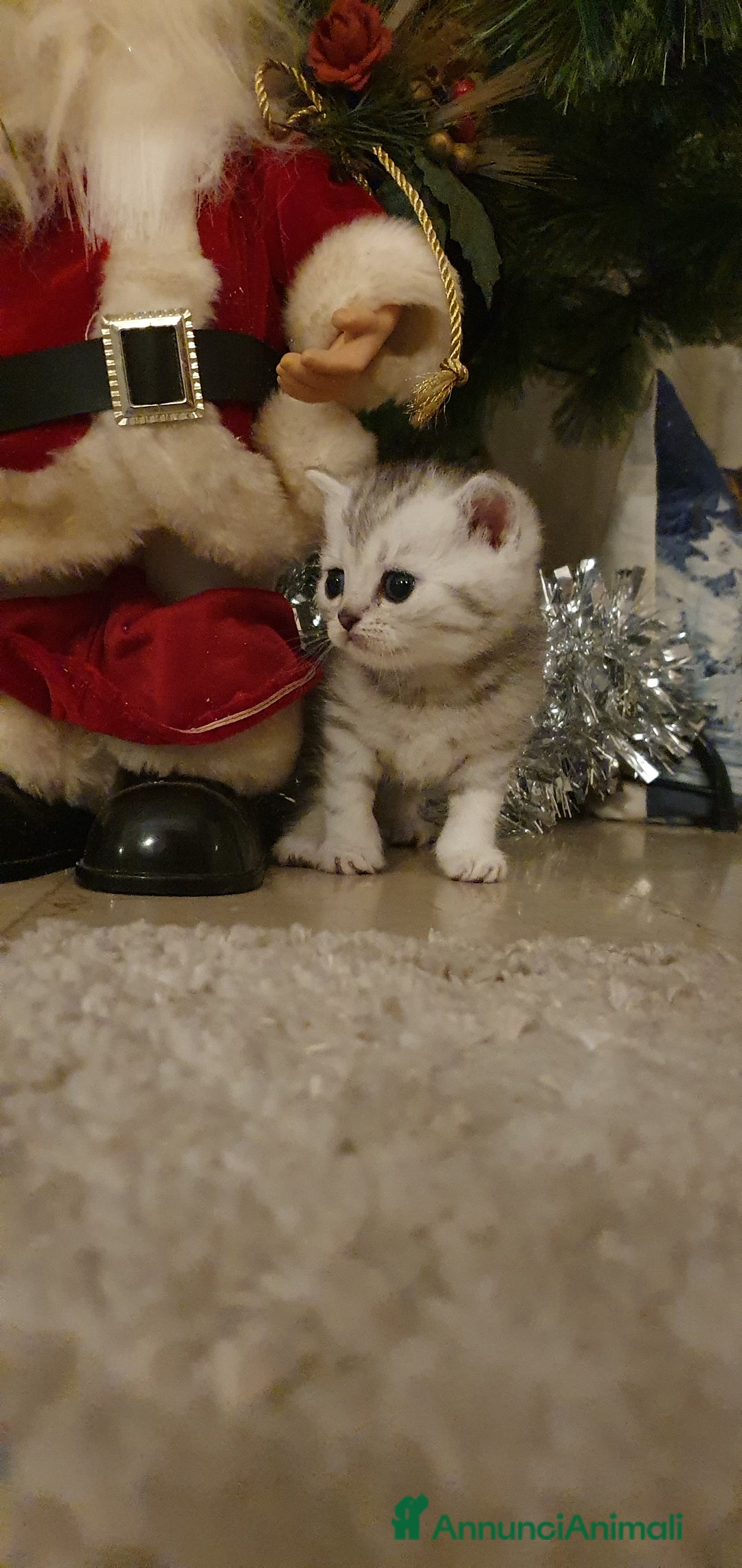 British gatti in vendita: Bellissimi cuccioli  - Annuncio 8