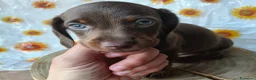 Bassotto cani in vendita: Bassotto maschio - Annuncio 4