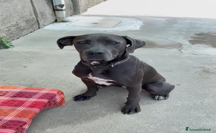 Cane Corso cani - Annuncio 9
