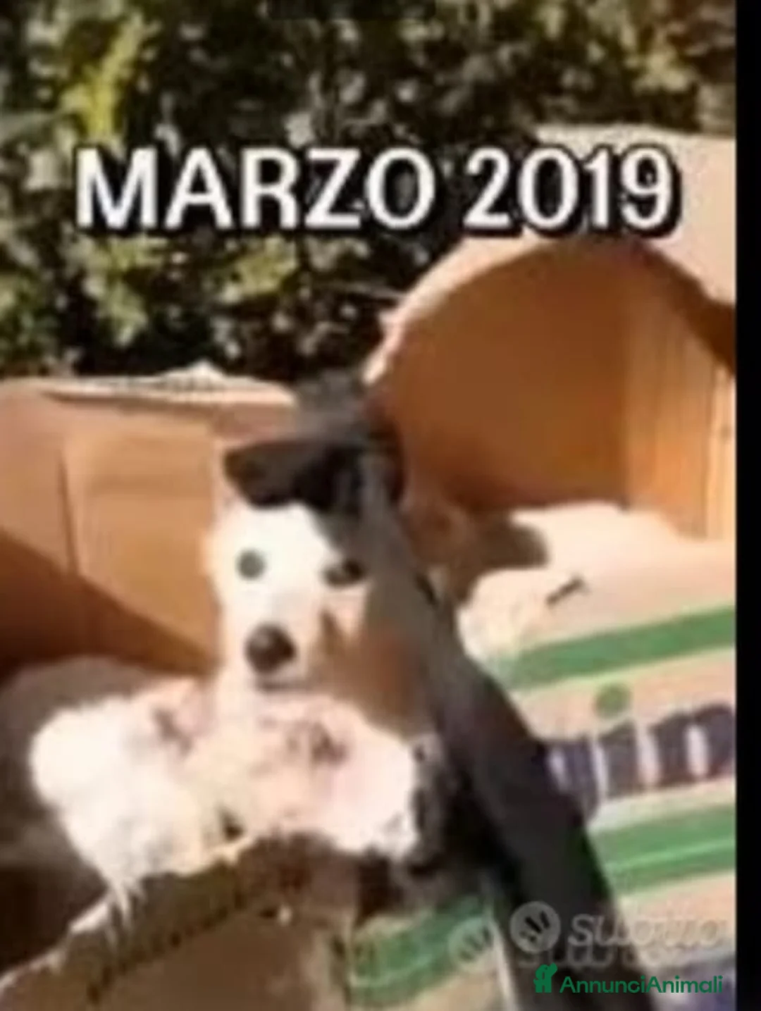 Meticcio cani in regalo: Mix Golden 6anni nessuno l ha mai voluto.CALABRIA  a Città metropolitana di Milano - Annuncio 6