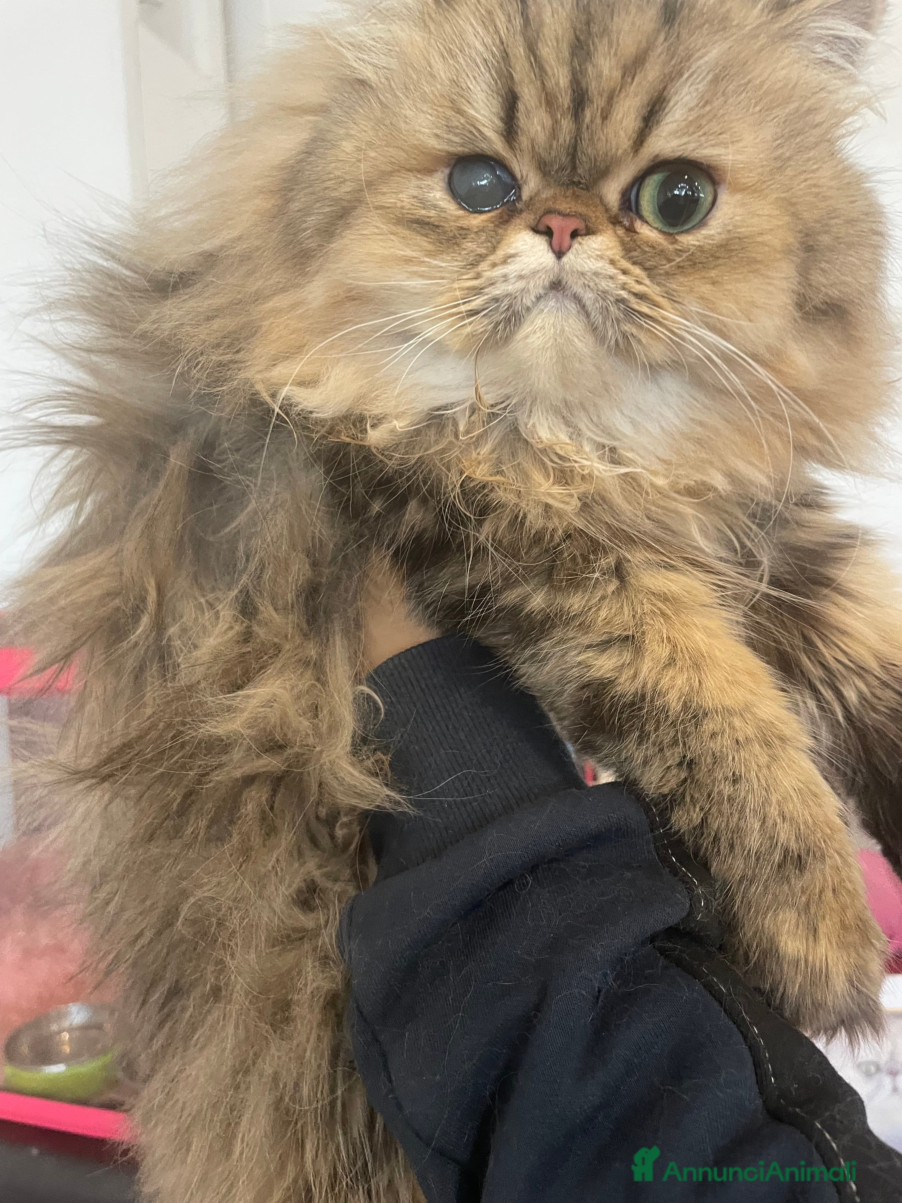 Persiano gatti gatto persiano golden shaded con pedigree - Annuncio 2