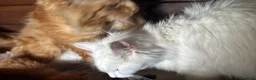 Maine Coon gatti in vendita: Cuccioli maine coon (Lestat X Hvitt Lys) - Annuncio 11