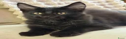 Maine Coon gatti in vendita: Cucciolo Maine coon maschio  - Annuncio 12