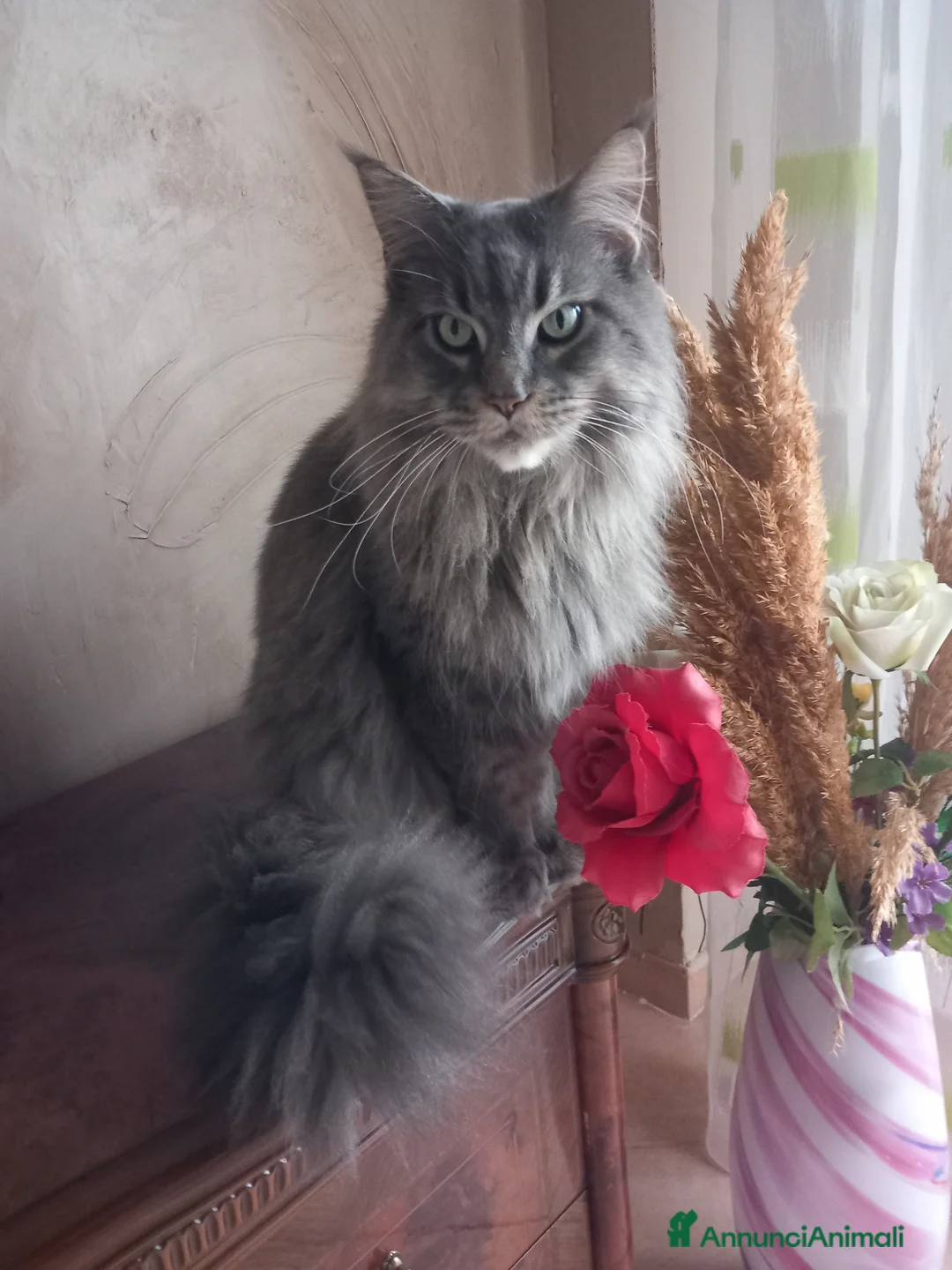 Maine Coon gatti in vendita: MAINE COON AMERICANA XXL  - Annuncio 1
