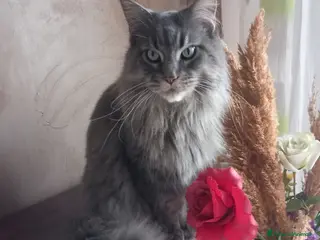 Maine Coon gatti MAINE COON AMERICANA XXL - Annuncio 4