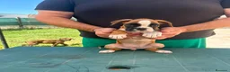 Boxer cani in vendita: Cuccioli di boxer - Annuncio 25