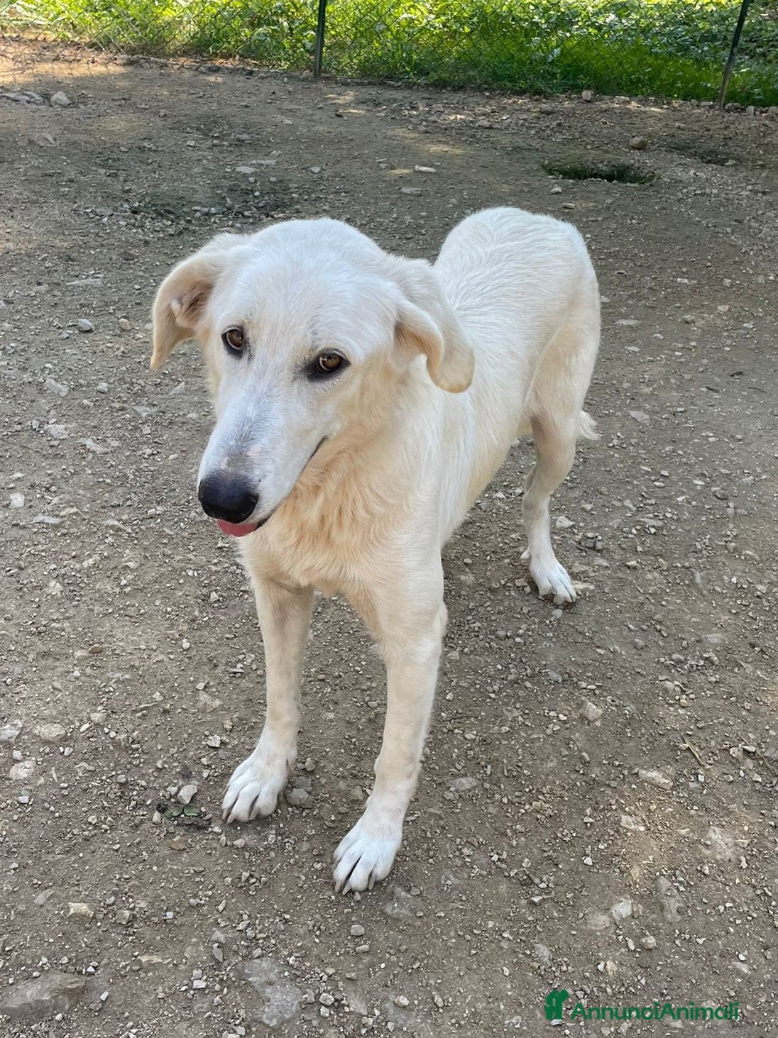 Meticcio cani LA BELLA ZULEIA - Annuncio 42