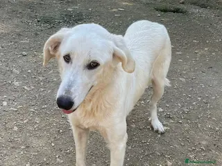 Meticcio cani LA BELLA ZULEIA - Annuncio 29