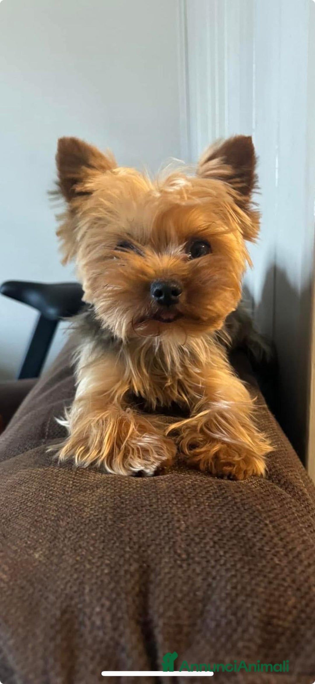 Yorkshire cani in vendita: Yorkshire – Cucciolata Casalinga con Pedigree  - Annuncio 5