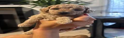 Barboncino cani in vendita: Vendo cuccioli di barboncino nano  - Annuncio 7