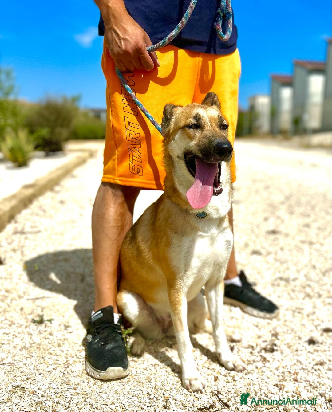 Altre razze cani in regalo: regina  - Immagine 1