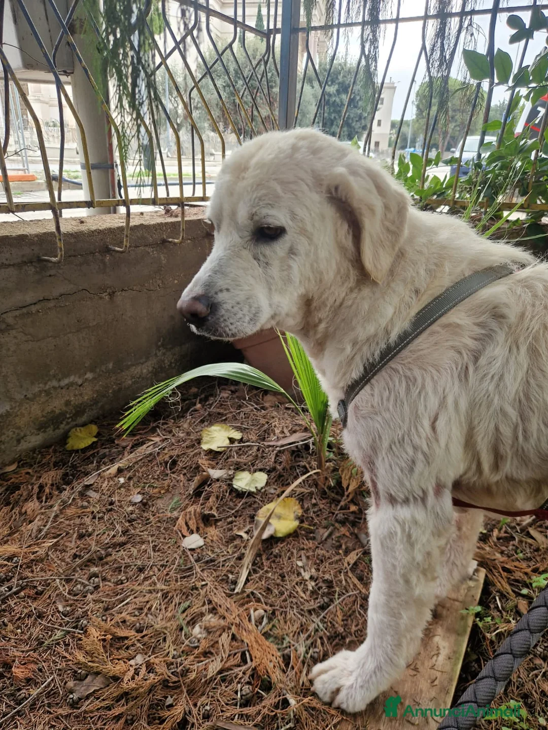 Meticcio cani in regalo: Cagnolona unica e speciale - Annuncio 5