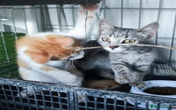 Europeo gatti in regalo: 🐾 Nìva, 3 Mesi, cerca casa! 🏡 a Provincia di Caserta - Immagine 3