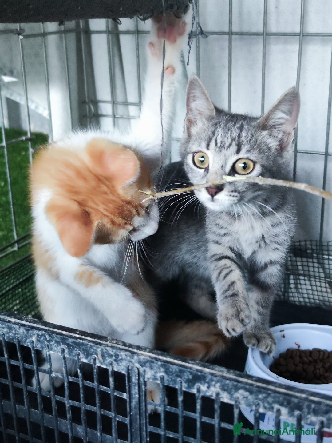 Europeo gatti in regalo: 🐾 Nìva, 3 Mesi, cerca casa! 🏡 a Provincia di Caserta - Immagine 3