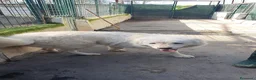 Meticcio cani in regalo: Asia, nuvola bianca in canile - Annuncio 7