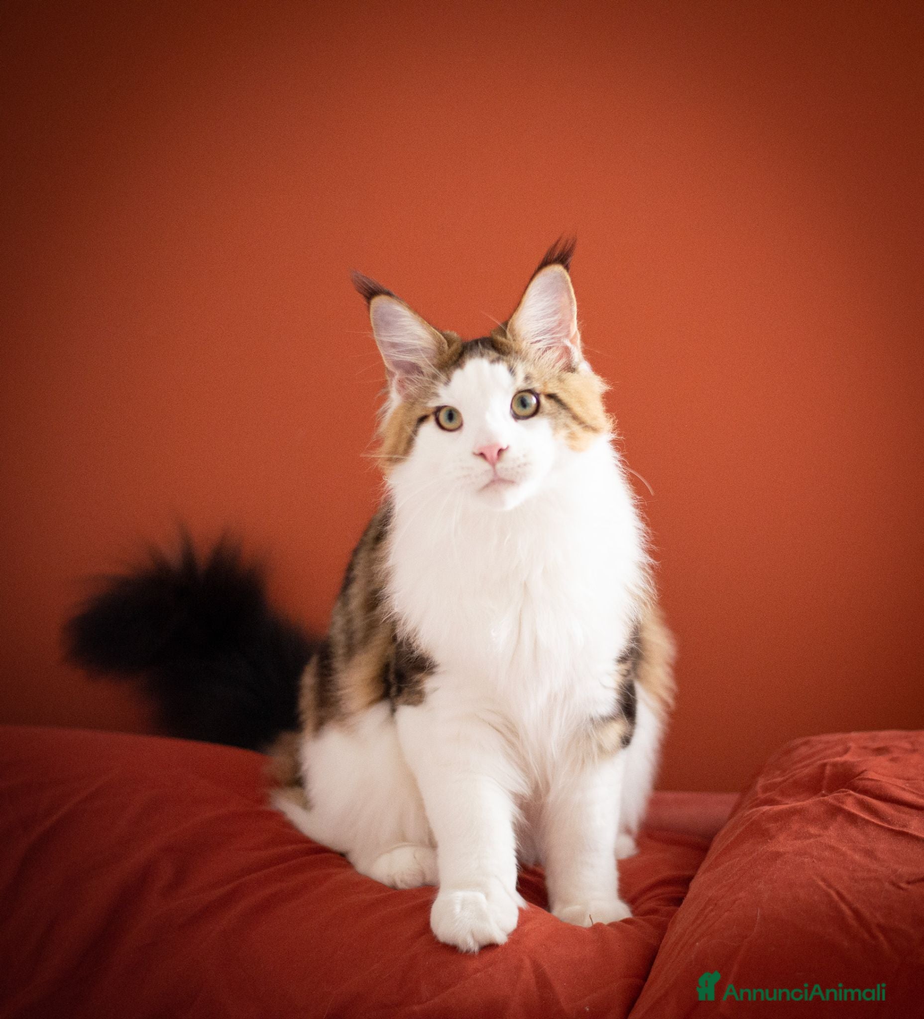 Maine Coon gatti Mainemarie Quart - Annuncio 1