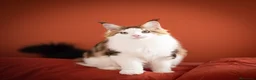 Maine Coon gatti in vendita: Mainemarie Quart - Annuncio 1