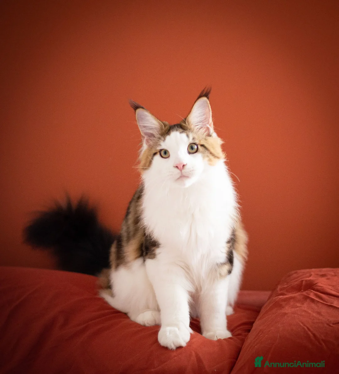 Maine Coon gatti in vendita: Mainemarie Quart - Annuncio 1