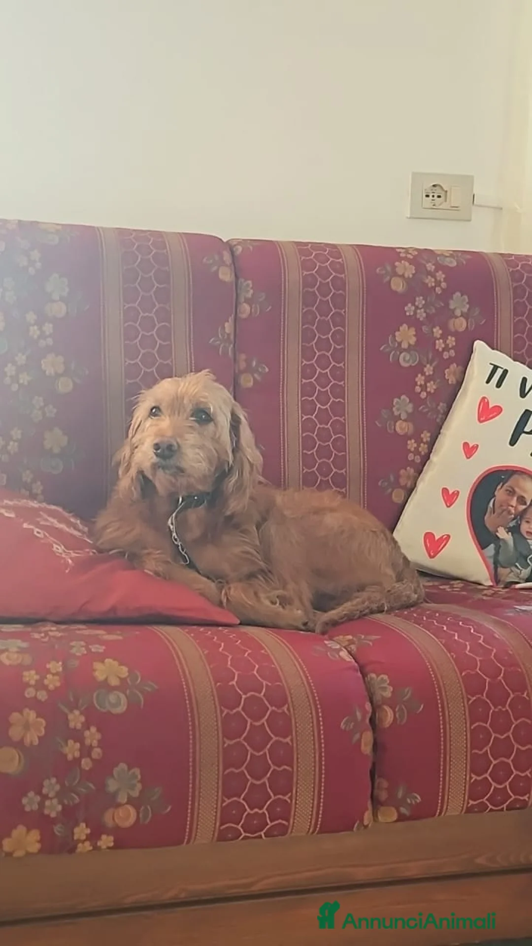 Meticcio cani in regalo: Lady cerca una nuova famiglia  - Annuncio 5