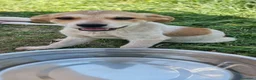 Meticcio cani in regalo: JOLLY 💙 - futura taglia media, curioso, tenero  - Annuncio 6