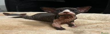 Sphynx 6