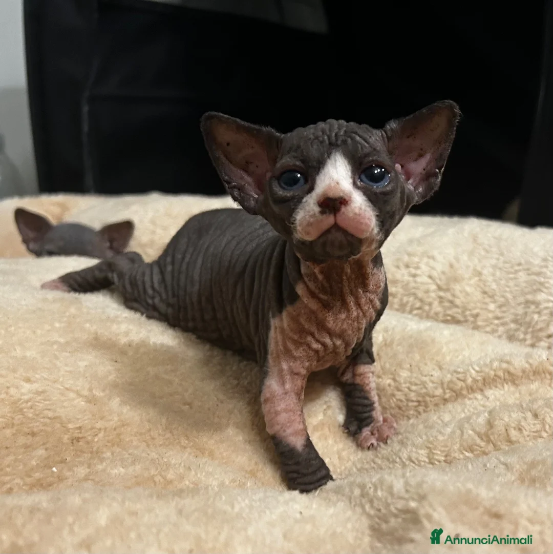 Sphynx gatti in vendita: Prenotazione cuccioli di Sphynx con pedigree  - Annuncio 7