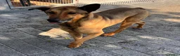 Meticcio cani in regalo: ULISSE LUPETTO - Annuncio 2