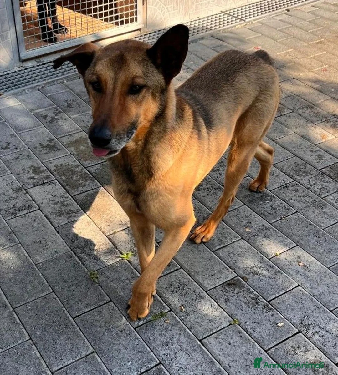 Meticcio cani in regalo: ULISSE LUPETTO - Annuncio 2