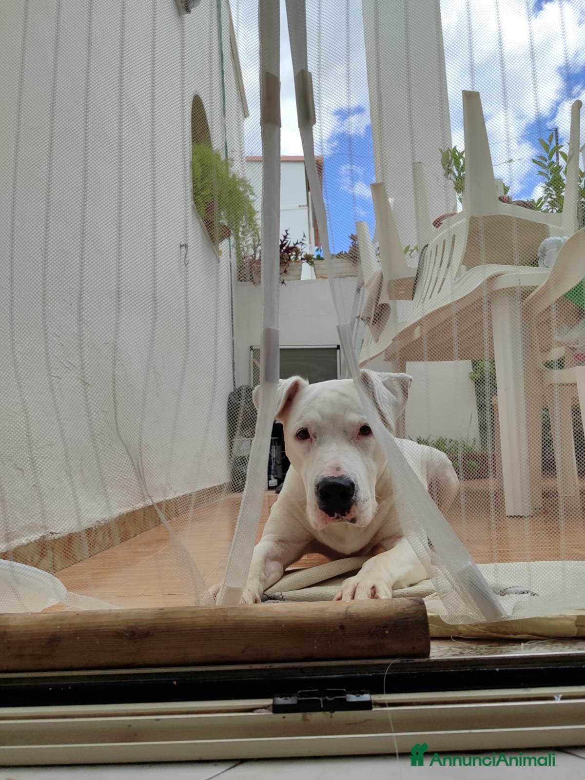 American Staffordshire cani Docile Amstaff cerca famiglia - Annuncio 1