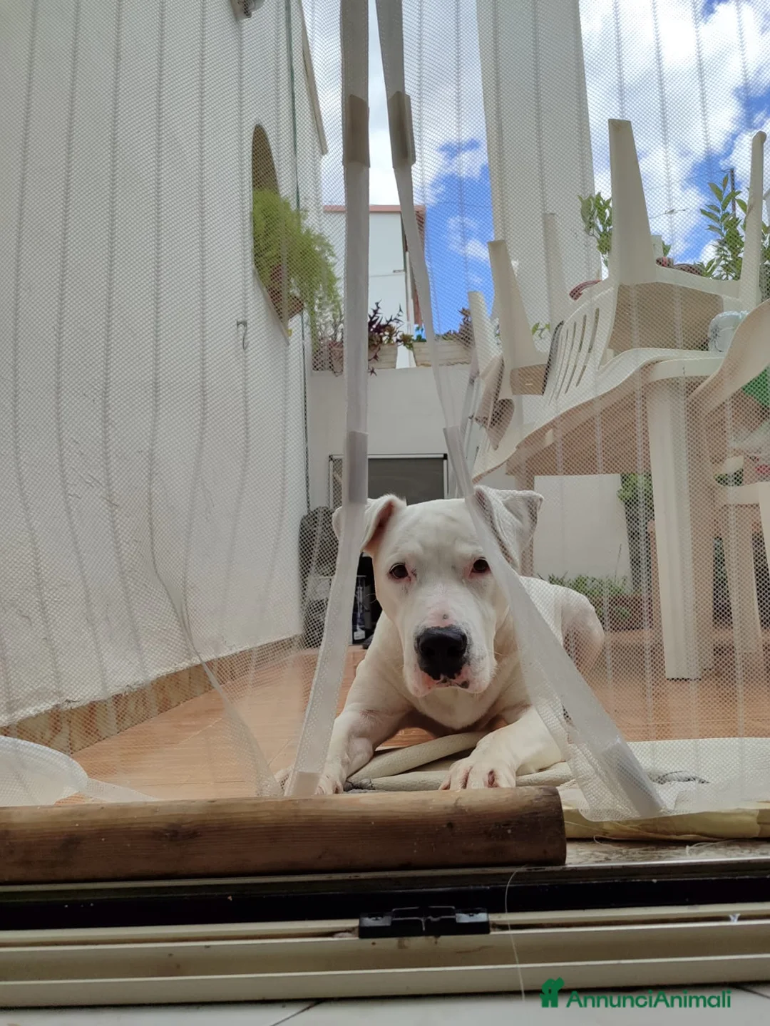 American Staffordshire cani in regalo: Docile Amstaff cerca famiglia a Provincia di Lecce - Annuncio 1