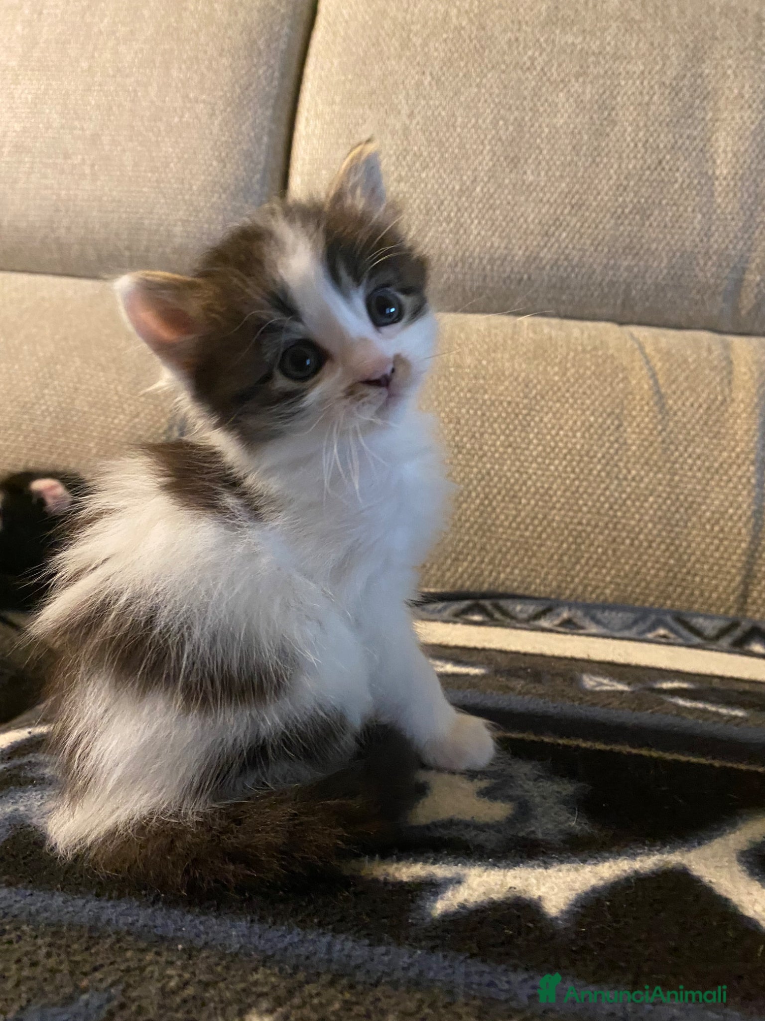 Europeo gatti Cuccioli di gatto europeo - Annuncio 15