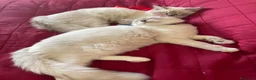 Ragdoll gatti in vendita: Gatto ragdoll - Annuncio 5