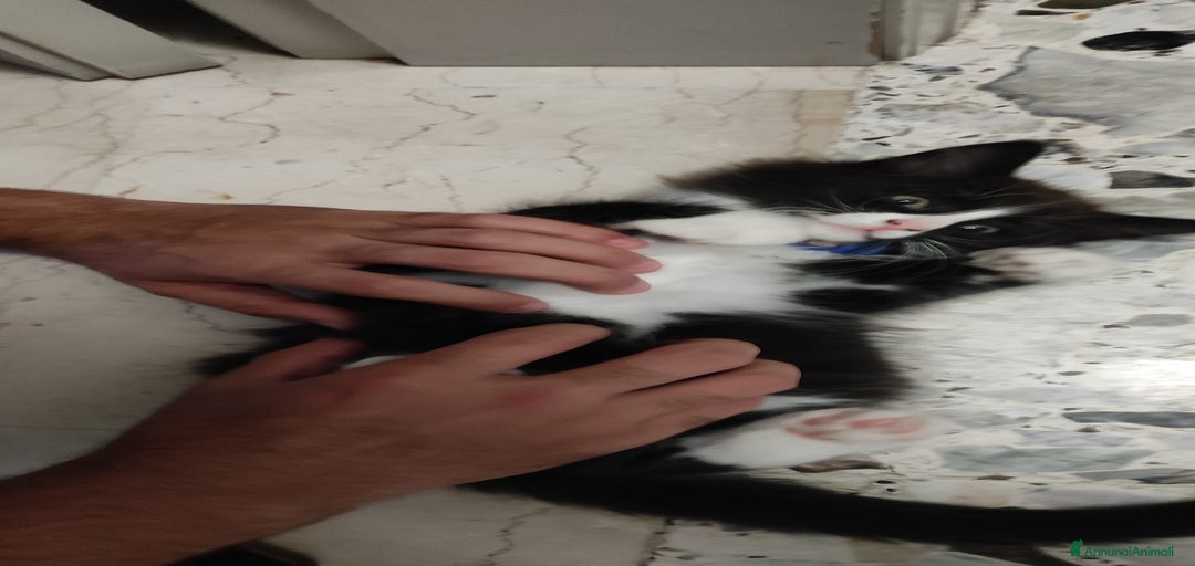 Immagine della galleria {{count}}