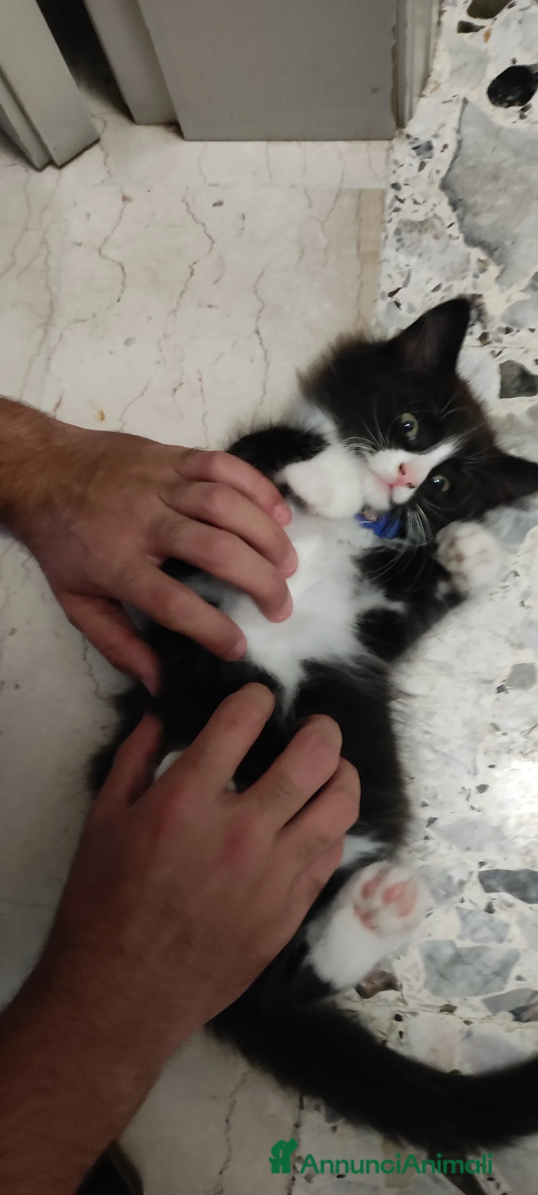 Immagine della galleria {{count}}