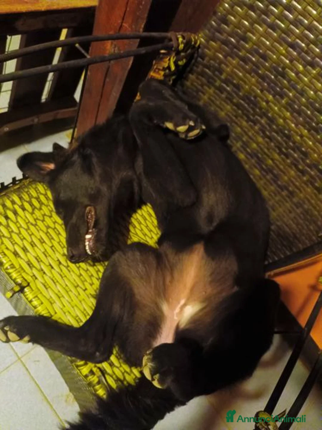 Labrador cani in regalo: Margot, cucciola simil labrador - Annuncio 3