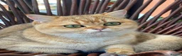 Scottish gatti in vendita: Gatto Scottish Straight  a Provincia di Latina - Annuncio 1