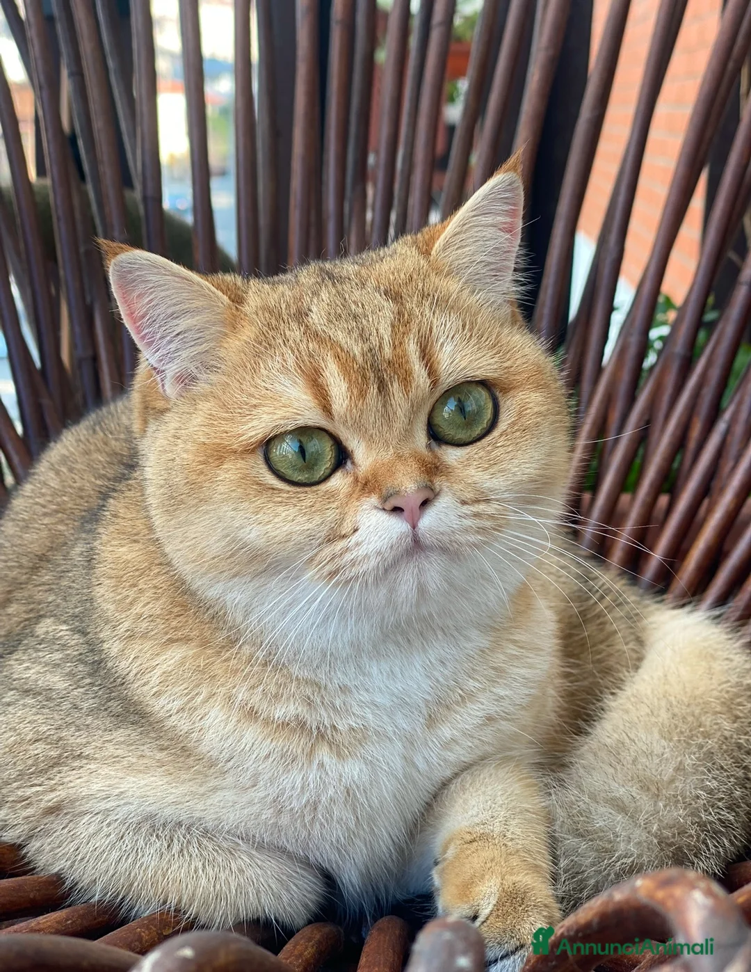 Scottish gatti in vendita: Gatto Scottish Straight  a Provincia di Latina - Annuncio 1