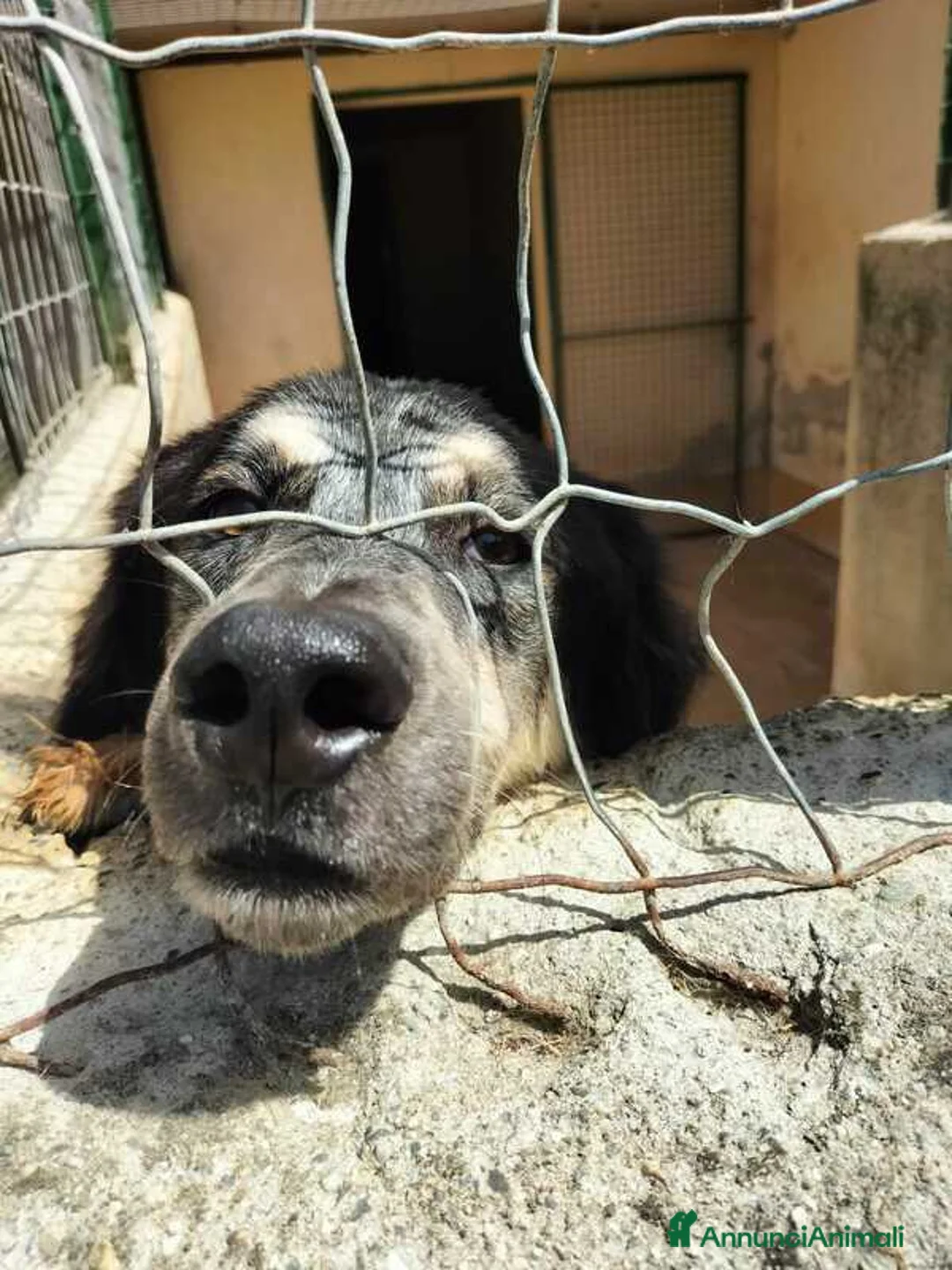 Meticcio cani in regalo: IL BEL MARZIO HA BISOGNO DI TE, IN ADOZIONE - Annuncio 2
