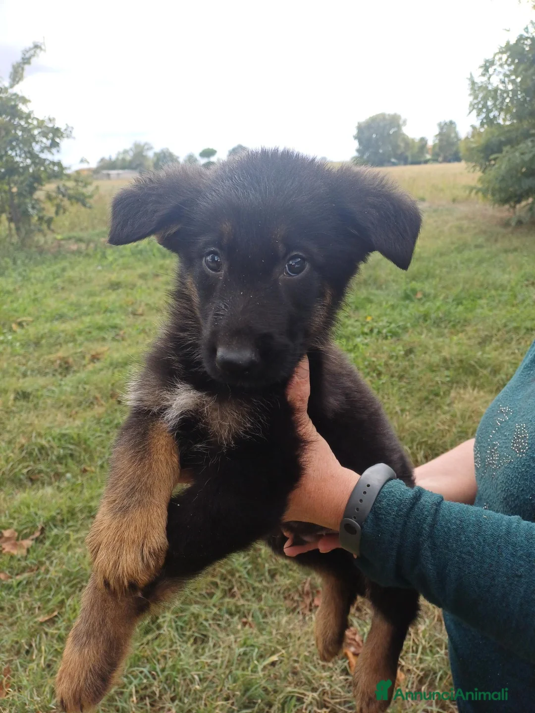 Pastore Tedesco cani in vendita: Cuccioli di pastore tedesco - Annuncio 1