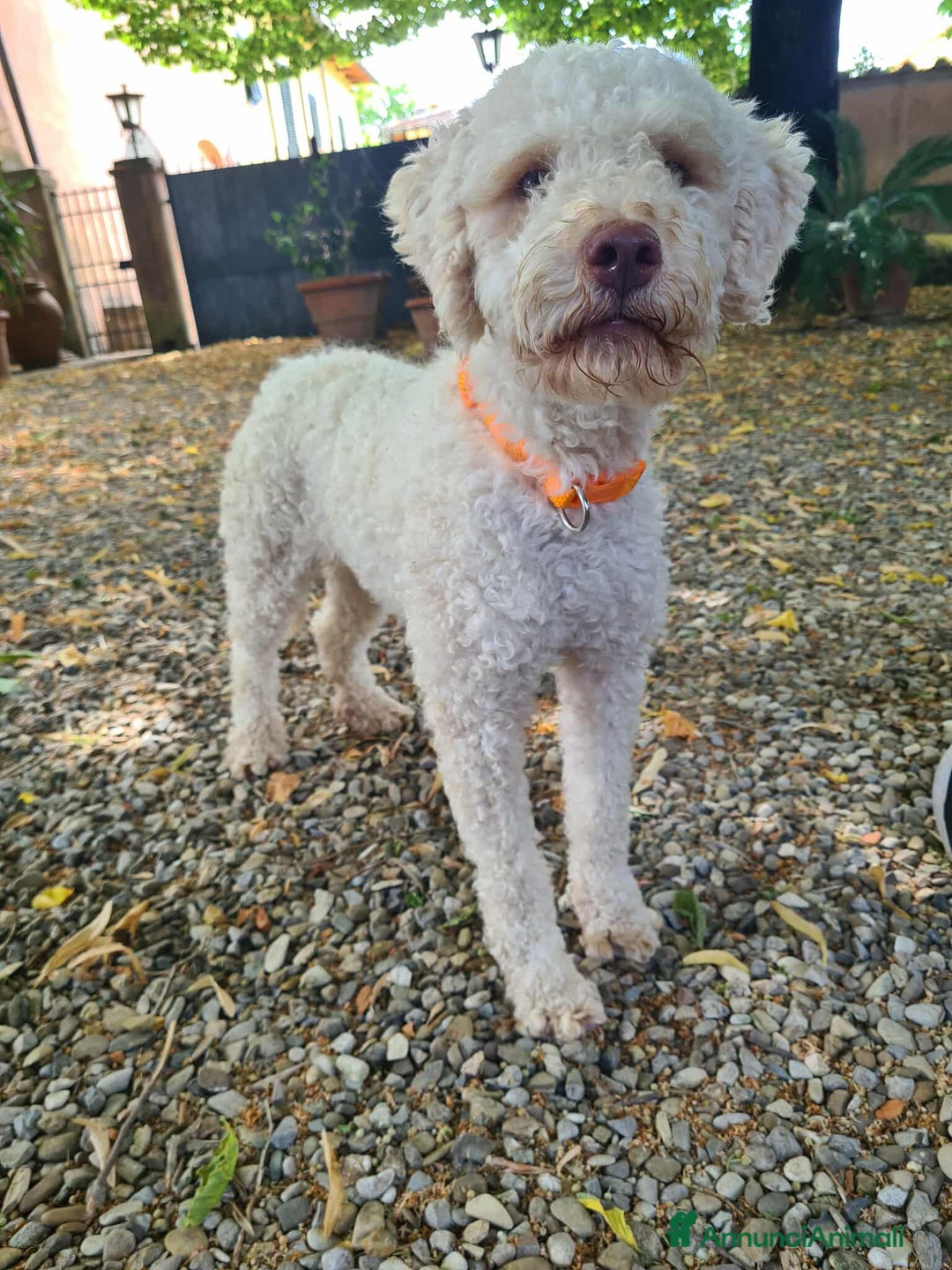 Lagotto cani in regalo: ISOTTA, dolcissima LAGOTTA cerca famiglia! - Annuncio 9