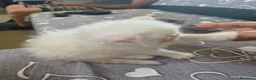 Persiano gatti in vendita:  Gattina Persiana  - Annuncio 4