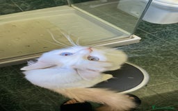 Ragdoll gatti per accoppiamento: Gatto Ragdoll in cerca di una Gatta a Città metropolitana di Milano - Immagine 2