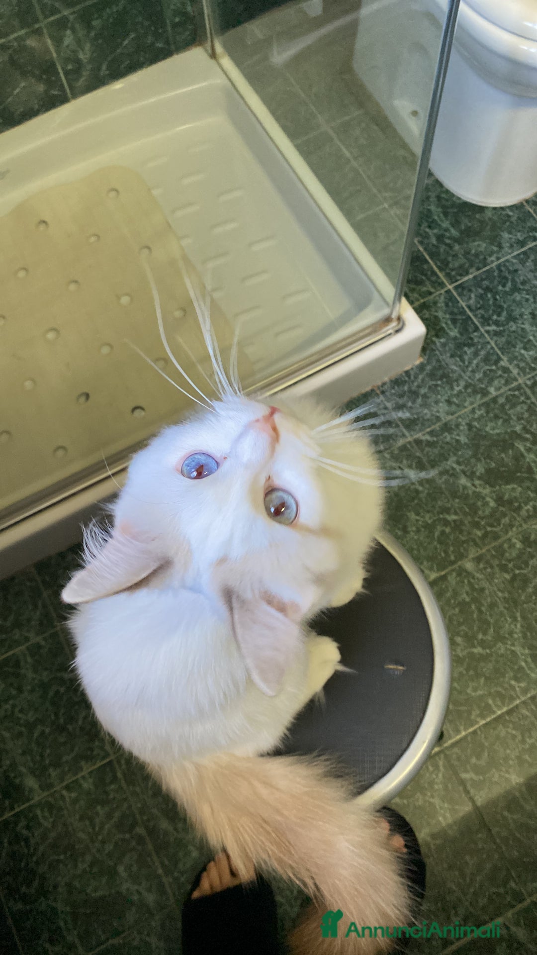 Ragdoll gatti per accoppiamento: Gatto Ragdoll in cerca di una Gatta a Città metropolitana di Milano - Immagine 2
